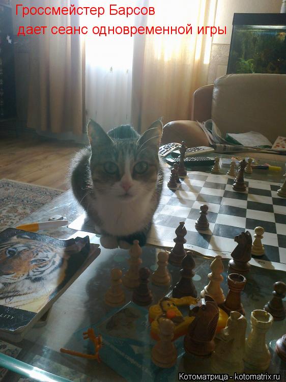 Котоматрица: Гроссмейстер Барсов  дает сеанс одновременной игры