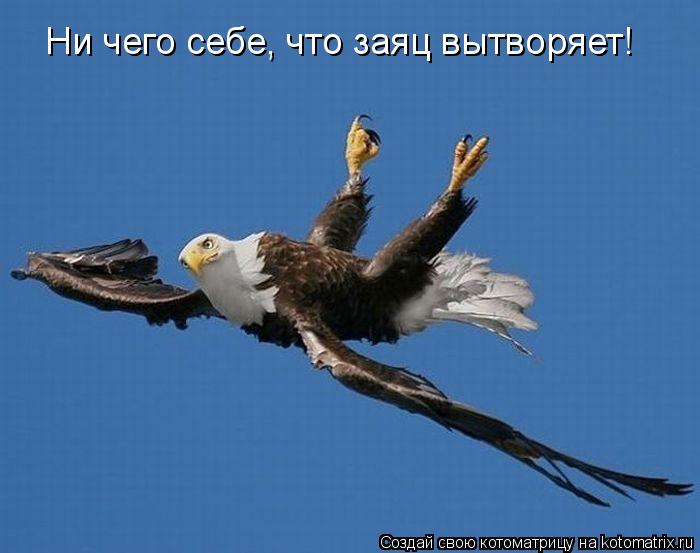 Котоматрица: Ни чего себе, что заяц вытворяет!