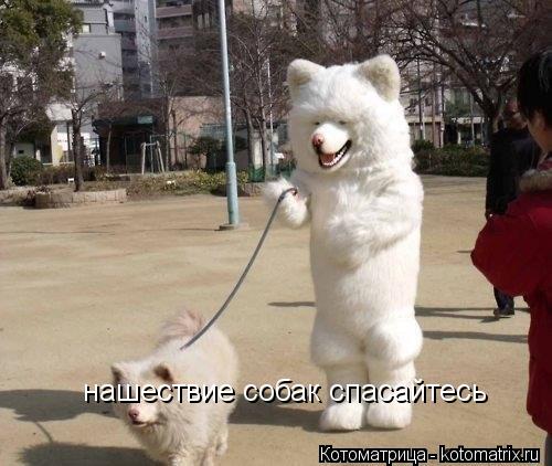 Котоматрица: нашествие собак спасайтесь