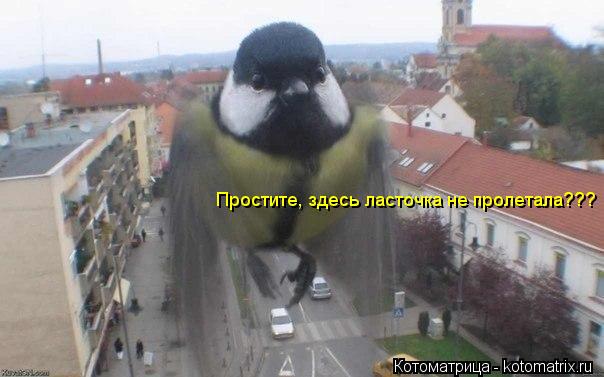 Котоматрица: Простите, здесь ласточка не пролетала???