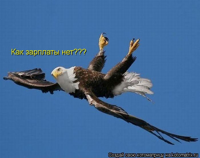 Котоматрица: Как зарплаты нет???