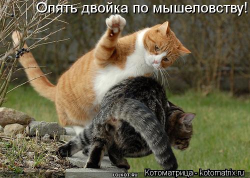 Котоматрица: Опять двойка по мышеловству!