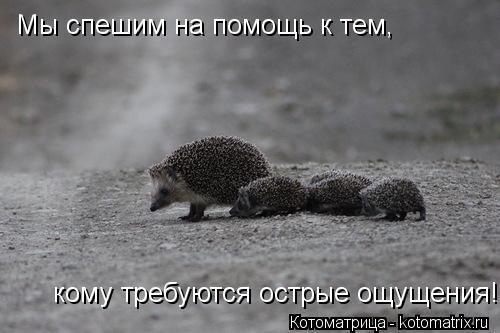 Котоматрица: Мы спешим на помощь к тем, кому требуются острые ощущения!