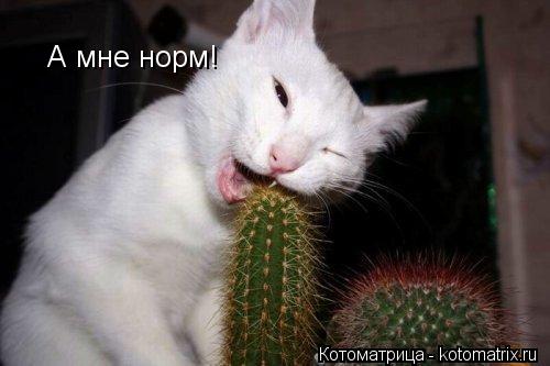 Котоматрица: А мне норм!