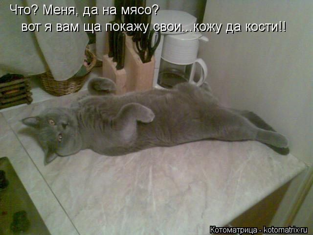 Котоматрица: Что? Меня, да на мясо? вот я вам ща покажу свои...кожу да кости!!
