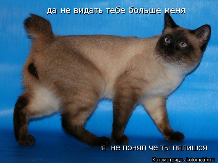 Котоматрица: я  не понял че ты пялишся да не видать тебе больше меня