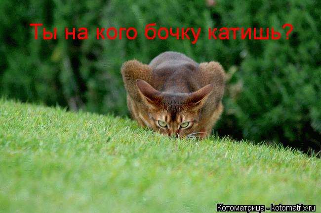Котоматрица: Ты на кого бочку катишь?