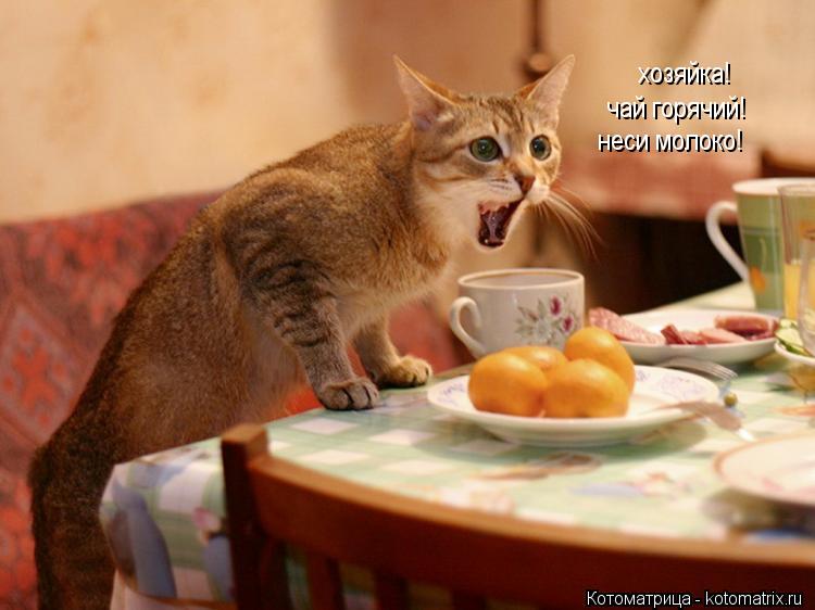 Котоматрица: хозяйка! чай горячий! неси молоко!