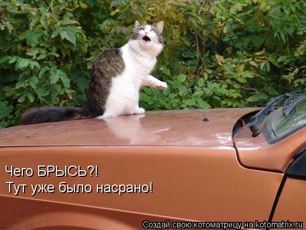 Котоматрица: Чего БРЫСЬ?! Тут уже было насрано!