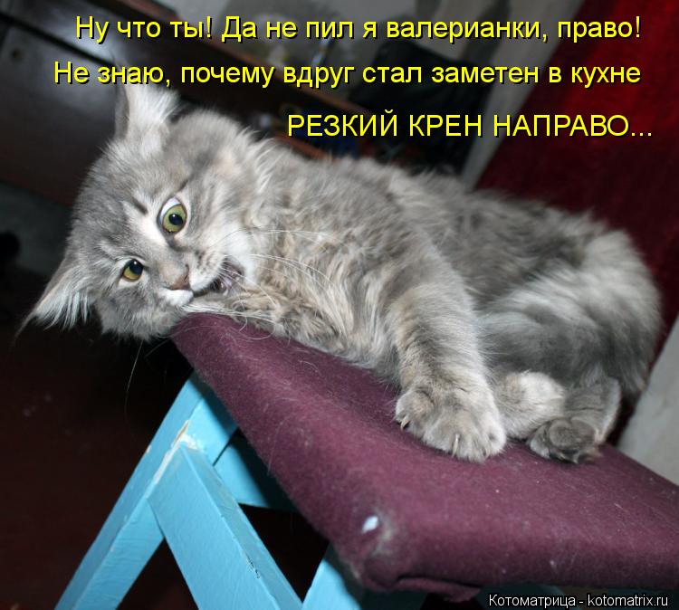 Котоматрица: Ну что ты! Да не пил я валерианки, право! Не знаю, почему вдруг стал заметен в кухне РЕЗКИЙ КРЕН НАПРАВО...