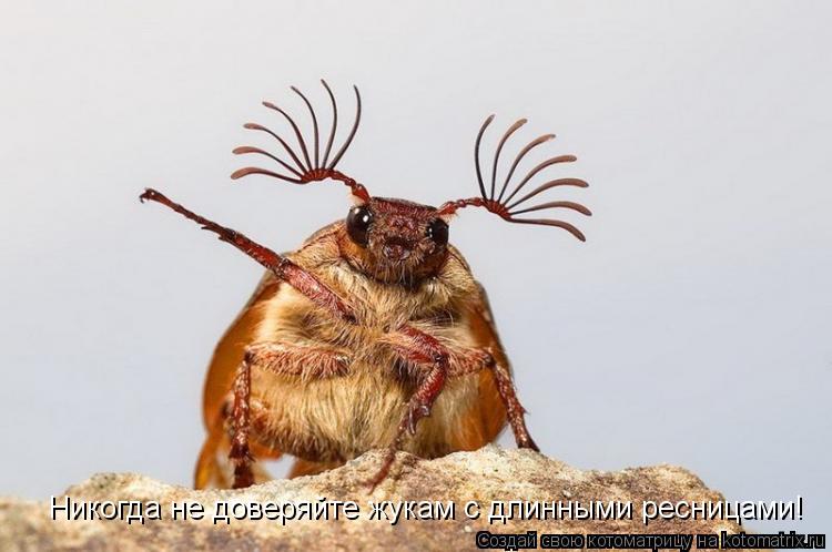 Котоматрица: Никогда не доверяйте жукам с длинными ресницами!