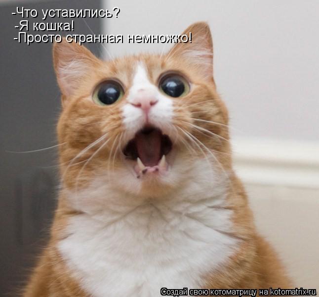 Котоматрица: -Что уставились? -Я кошка! -Просто странная немножко!