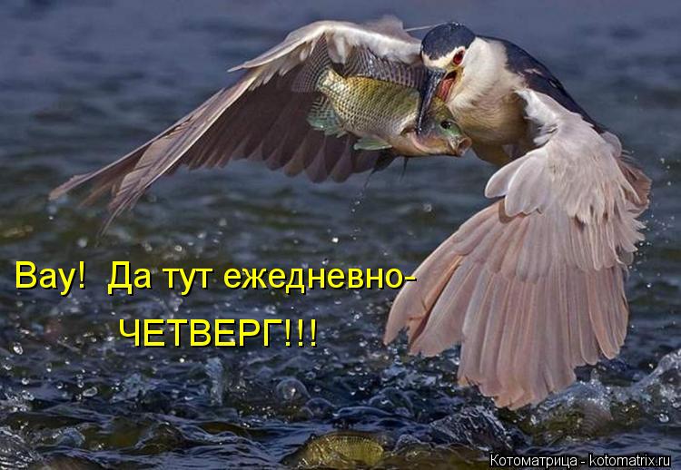 Котоматрица: Вау!  Да тут ежедневно- ЧЕТВЕРГ!!!