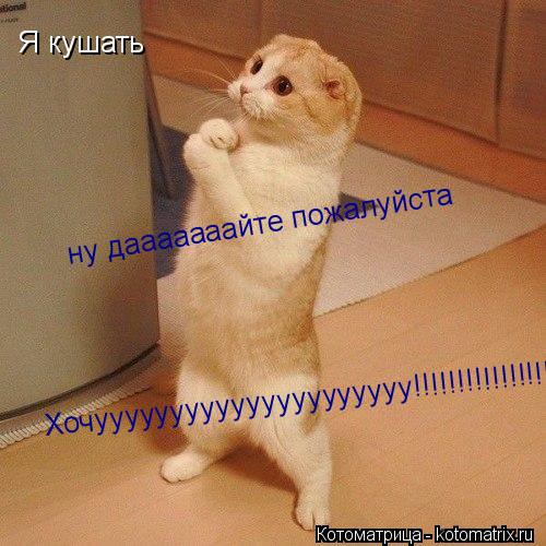 Котоматрица: Я кушать  Хочууууууууууууууууууууу!!!!!!!!!!!!!!!!!!!!!!!! ну дааааааайте пожалуйста ну дааааааайте пожалуйста