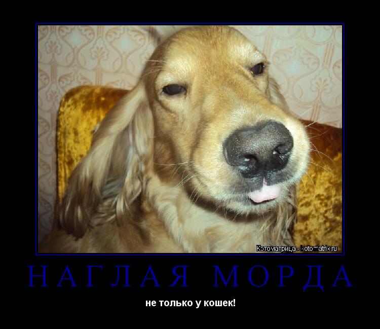 Котоматрица: НАГЛАЯ МОРДА не только у кошек!