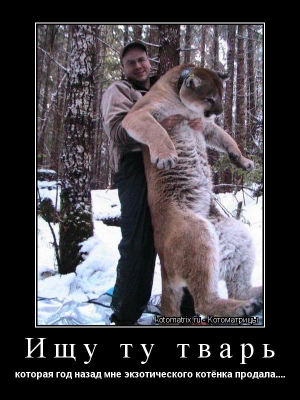 Котоматрица: Ищу ту тварь  которая год назад мне экзотического котёнка продала....