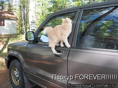 Котоматрица: Паркур FOREVER!!!!!!