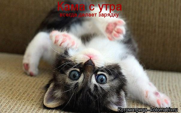 Котоматрица: Кама с утра  всегда делает зарядку