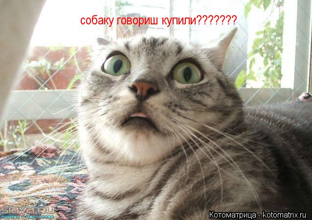Котоматрица: собаку говориш купили???????