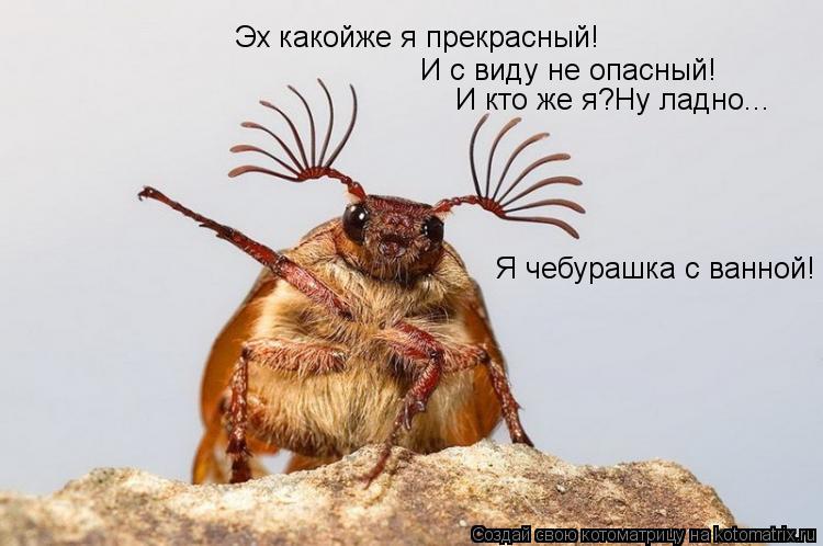 Котоматрица: Эх какойже я прекрасный! И с виду не опасный! И кто же я?Ну ладно... Я чебурашка с ванной!