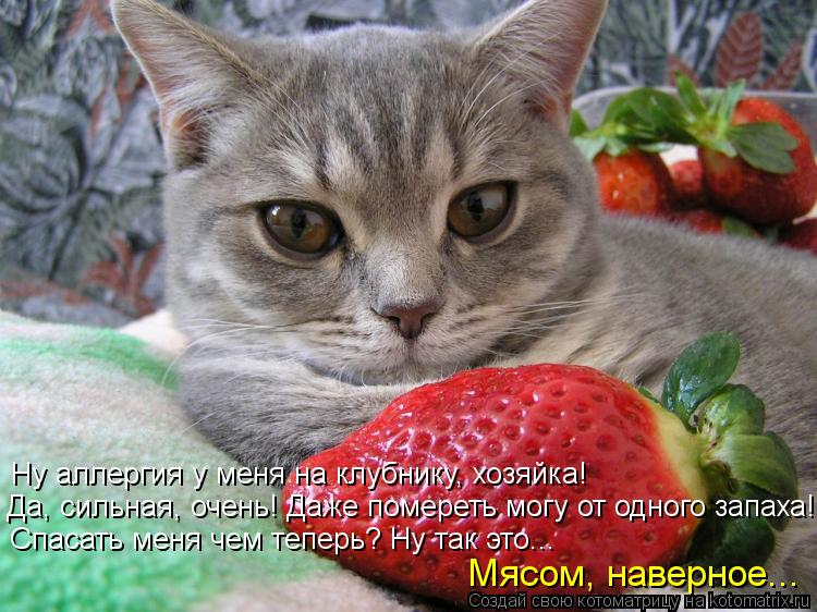 Котоматрица: Ну аллергия у меня на клубнику, хозяйка! Да, сильная, очень! Даже помереть могу от одного запаха! Спасать меня чем теперь? Ну так это... Мясом, н
