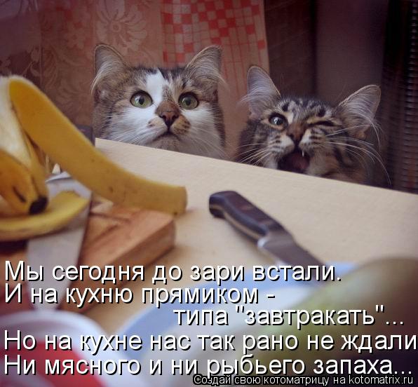 Котоматрица: Мы сегодня до зари встали. И на кухню прямиком -  типа "завтракать"... Но на кухне нас так рано не ждали... Ни мясного и ни рыбьего запаха...