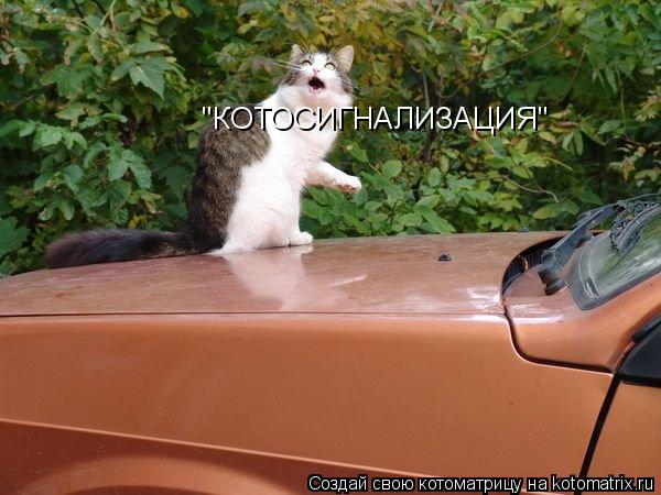 Котоматрица: "КОТОСИГНАЛИЗАЦИЯ"