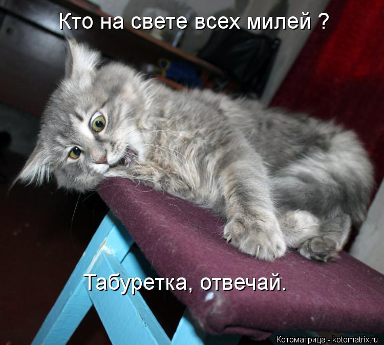 Котоматрица: Кто на свете всех милей ? Табуретка, отвечай.