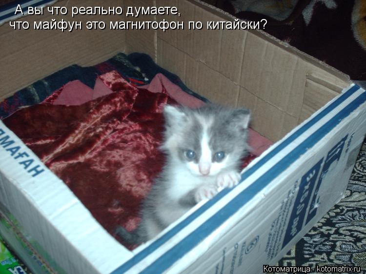 а вы что реально думаете, А вы что реально думаете, что майфун это магнитофон по китайски?... Котоматрица: а вы что реально думаете, А вы что реально думаете, что майфун это магнитофон по китайски?