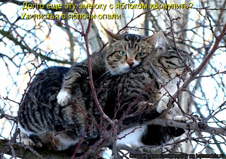 Котоматрица: Долго еще эту змеюку с яблоком караулить? Уж листья с яблони опали.