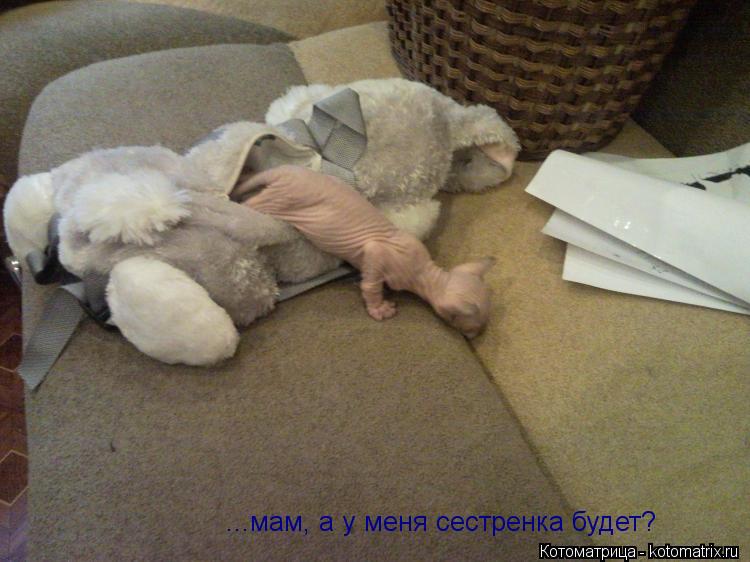 Котоматрица: ...мам, а у меня сестренка будет?