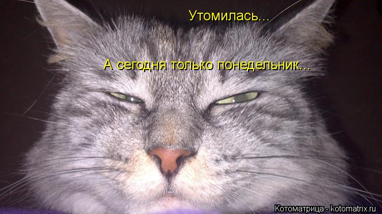 Котоматрица: Утомилась... А сегодня только понедельник...