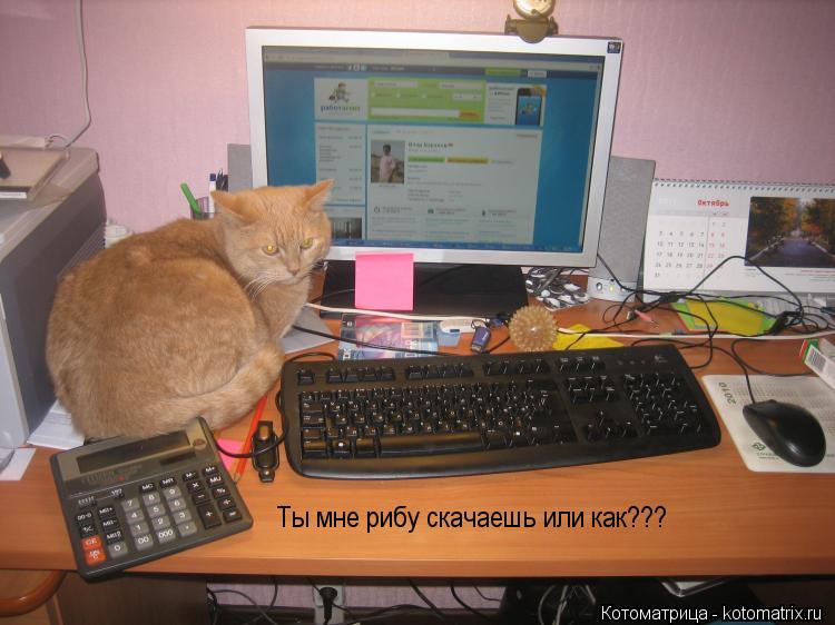 Котоматрица: Ты мне рибу скачаешь или как???