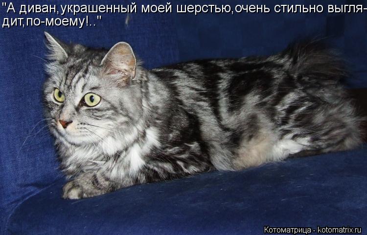 Котоматрица: "А диван,украшенный моей шерстью,очень стильно выгля- дит,по-моему!.."