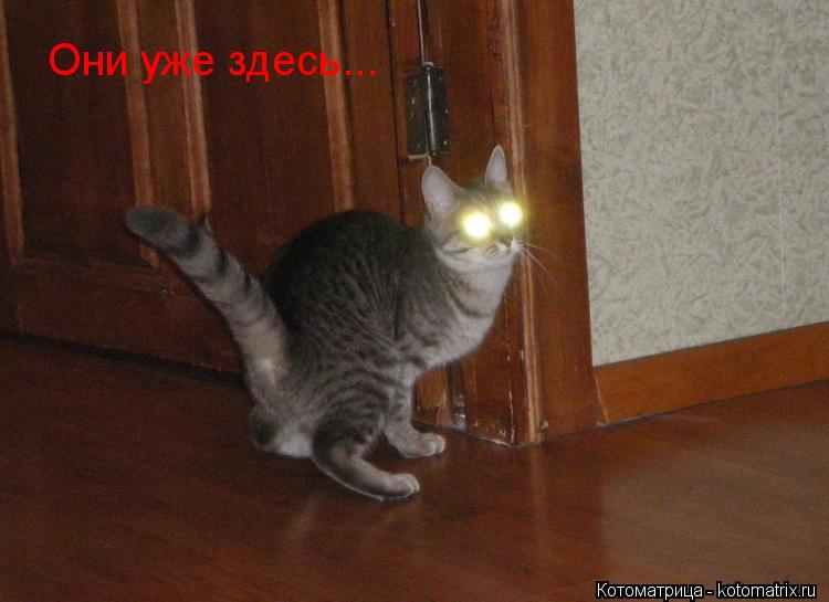 Котоматрица: Они уже здесь...