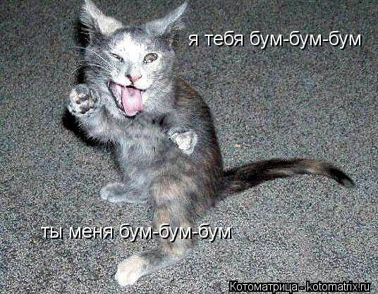 Котоматрица: я тебя бум-бум-бум ты меня бум-бум-бум