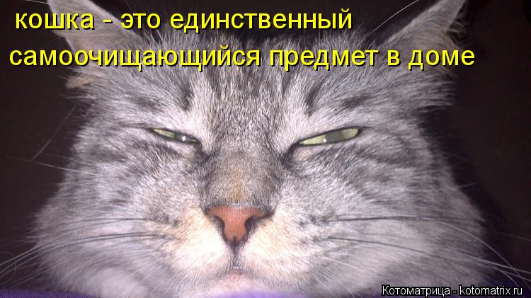 Котоматрица: кошка - это единственный  самоочищающийся предмет в доме