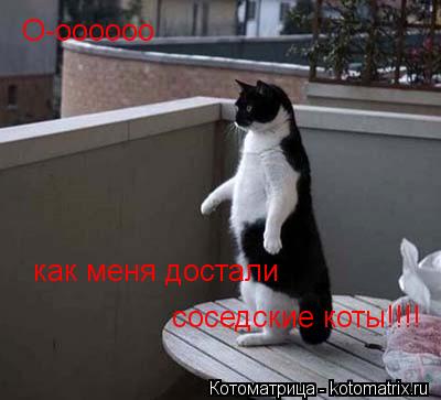 Котоматрица: О-оооооо как меня достали  соседские коты!!!!