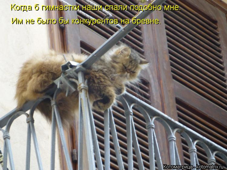 Котоматрица: Им не было бы конкурентов на бревне. Когда б гимнастки наши спали подобно мне.