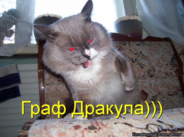 Котоматрица: Граф Дракула)))