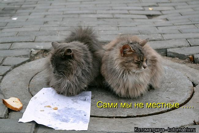 Сами мы не местные ........ Котоматрица: Сами мы не местные .....