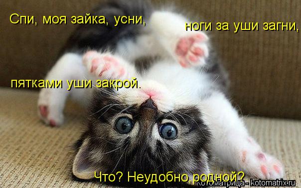 Котоматрица: Спи, моя зайка, усни, ноги за уши загни, пятками уши закрой. Что? Неудобно,родной?