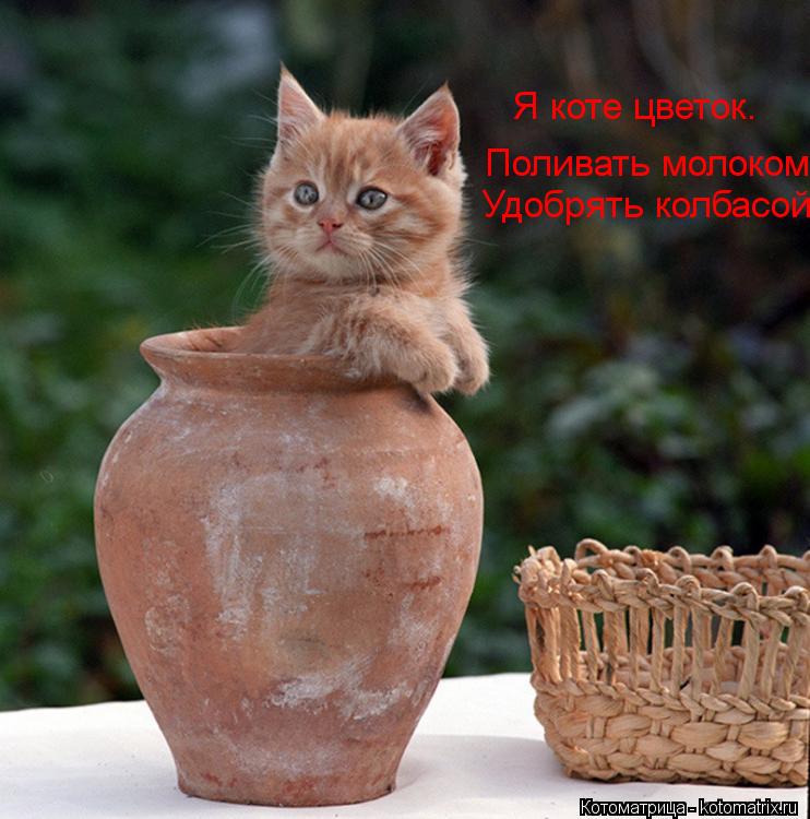 Котоматрица: Я коте цветок.  Поливать молоком.  Удобрять колбасой.