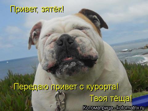 Котоматрица: Привет, зятёк!  Передаю привет с курорта! Твоя тёща!