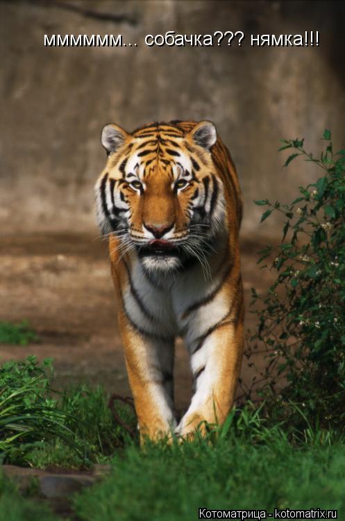 Котоматрица: мммммм... собачка??? нямка!!!