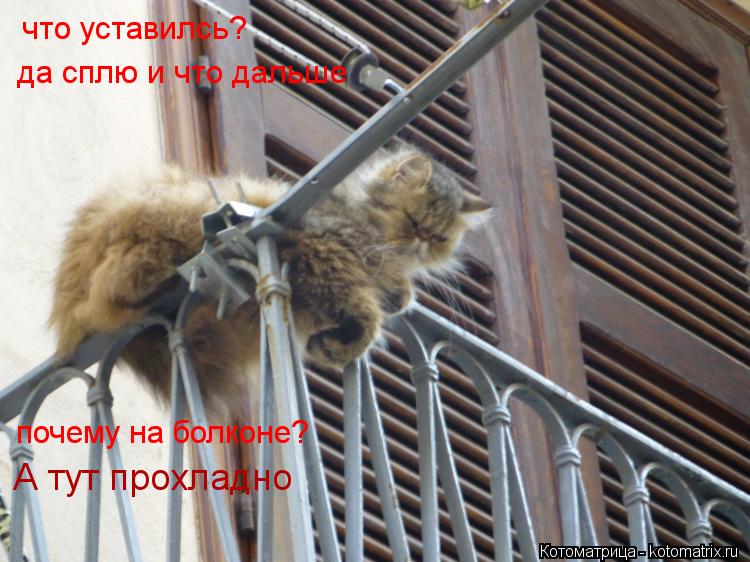 Котоматрица: что уставилсь? да сплю и что дальше почему на болконе? А тут прохладно