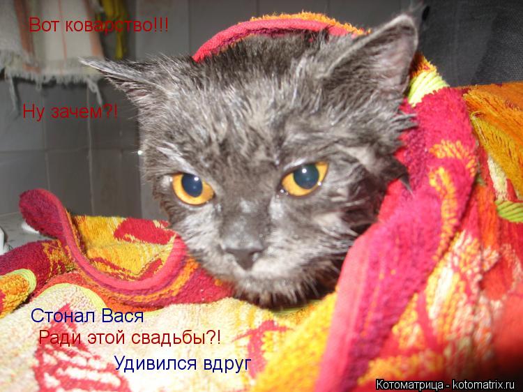 Котоматрица: Вот коварство!!! Ну зачем?! Стонал Вася Ради этой свадьбы?! Удивился вдруг