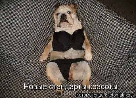 Новые стандарты красоты... Котоматрица: Новые стандарты красоты