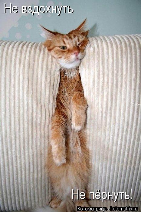 Котоматрица: Не пёрнуть! Не вздохнуть