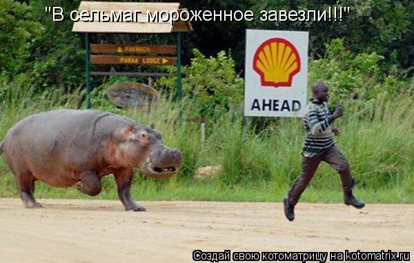 Котоматрица: "В сельмаг мороженное завезли!!!"